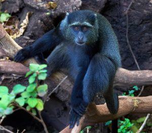 Blue Monkey Picture