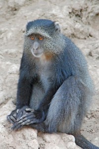 Photos of Blue Monkey 