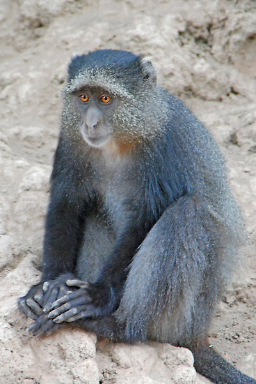 Photos of Blue Monkey