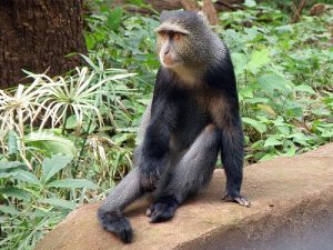 Pictures of Blue Monkey