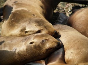 California Sea Lion Picture