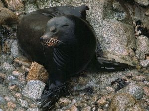 Images of California Sea Lion