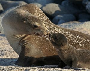 Photos of California Sea Lion