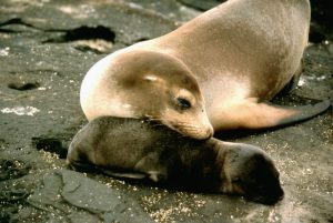 Pictures of California Sea Lion