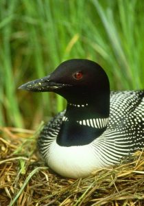 Common Loon Bird on Land Photo