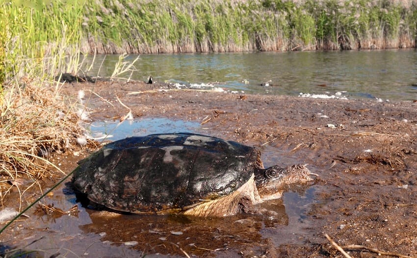 Common Snapping Turtle -