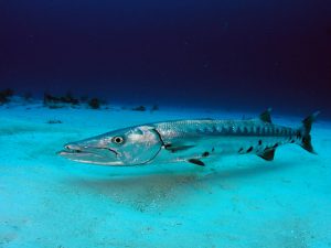 Great barracuda Picture