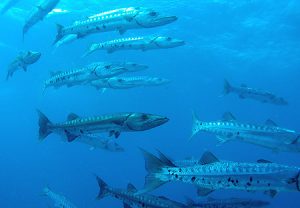 Images of Great barracuda