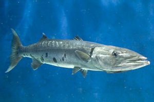 Pictures of Great barracuda