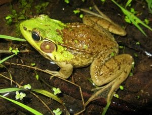 Green Frog Photo