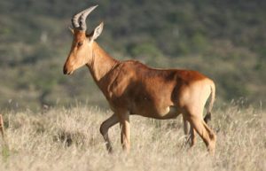 Hartebeest Picture