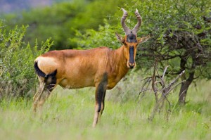 Images of Hartebeest