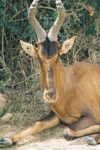 Photos of Hartebeest