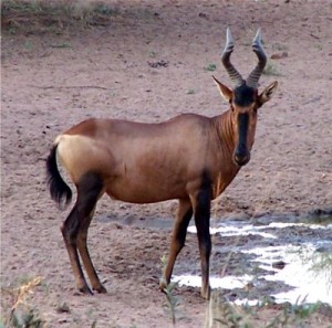 Pictures of Hartebeest