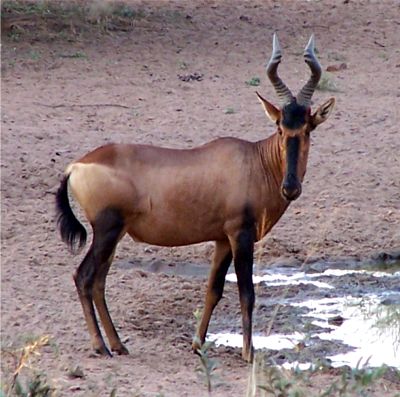 Pictures of Hartebeest