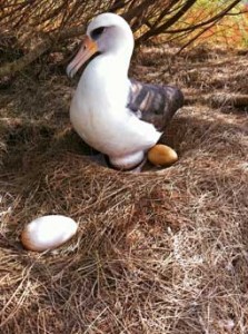 Laysan Albatross Eggs Picture
