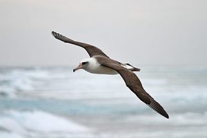 Laysan Albatross Flying Photo