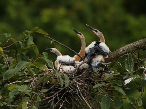 Nest and Baby Anhinga Image