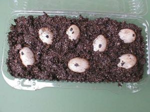 Painted Turtle Eggs Image