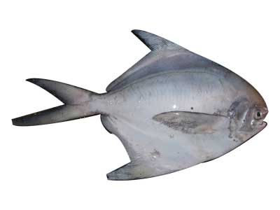 Pomfret Fish 