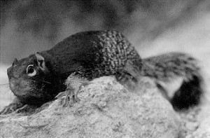 Images of Rock Squirrel