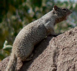 Photos of Rock Squirrel