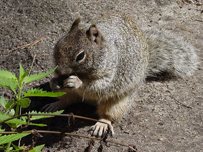 Pictures of Rock Squirrel