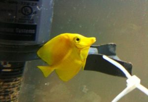 Sick Yellow Tang Photo