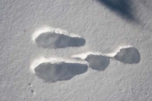 Snowshoe Hare Tracks Image