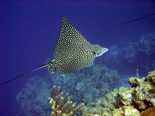 spotted eagle ray facts