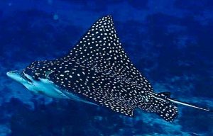 Photos of Spotted Eagle Ray