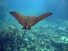 Pictures of Spotted Eagle Ray