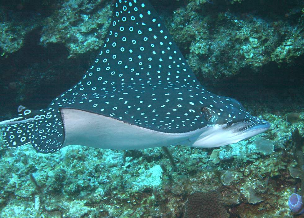 spotted eagle ray facts