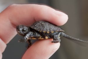Western Pond Turtle Baby Image
