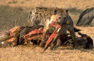 Brown Hyena Eating Photo