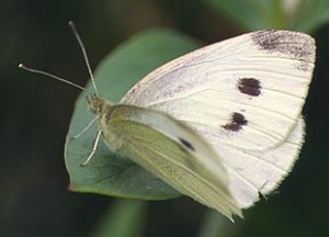 Cabbage White Butterfly Picture