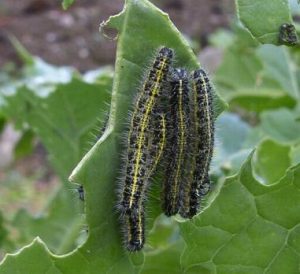 Cabbage White Butterfly Caterpiller Image