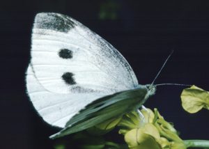 Images of Cabbage White Butterfly