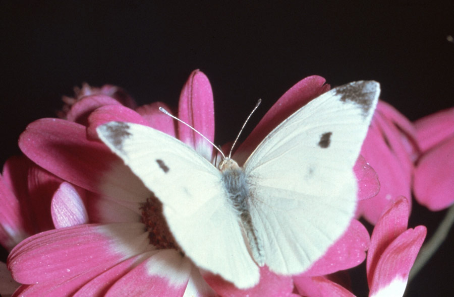 Photos of Cabbage White Butterfly