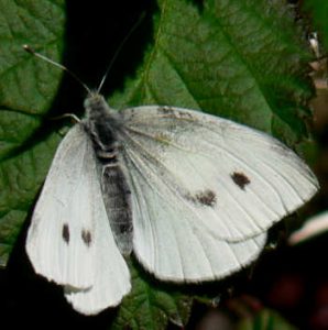 Pictures of Cabbage White Butterfly