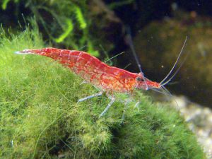 Cherry Shrimp Picture