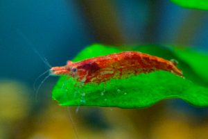 Photos of Cherry Shrimp