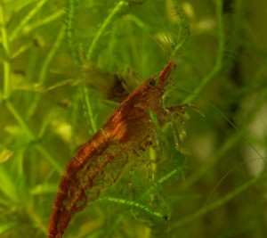 Pictures of Cherry Shrimp