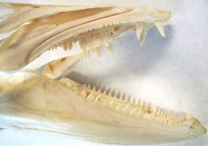 Great barracuda Teeth Photo