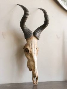 Hartebeest Skull Photo
