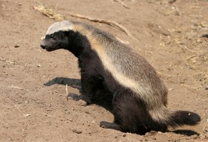 Honey Badger Image