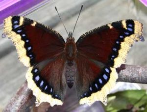 Mourning Cloak Picture