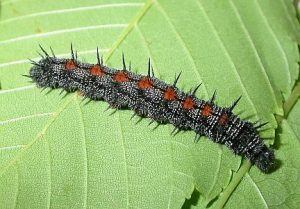 Mourning Cloak Caterpillar Picture