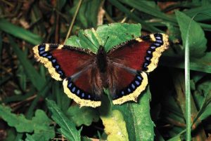 Images of Mourning Cloak