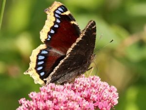 Photos of Mourning Cloak